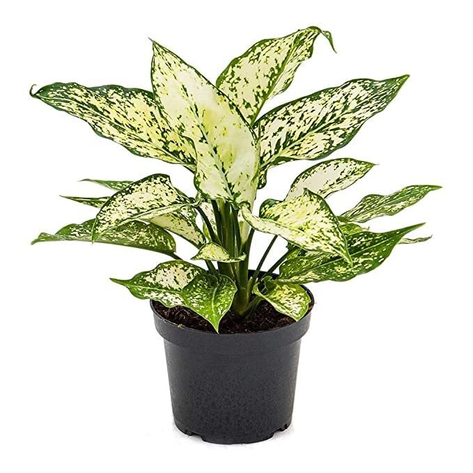 Rishika imported Aglaonema White Natural Live Indoor Plant
