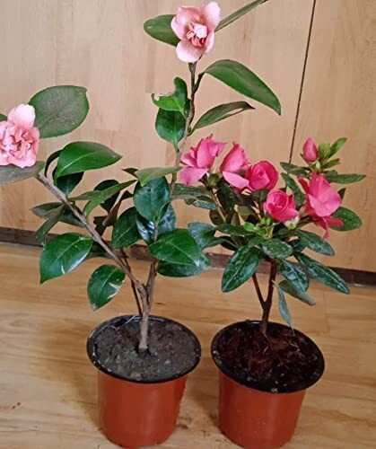 Rishika Azalea N Camellia Plants Combo Flower Trees