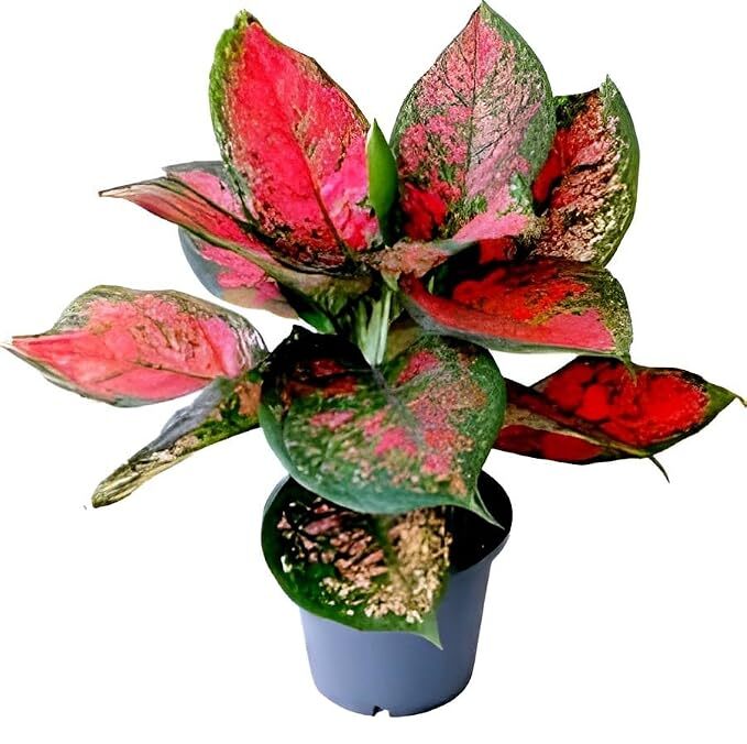 Red Ruby Aglaonema Valentine Plant