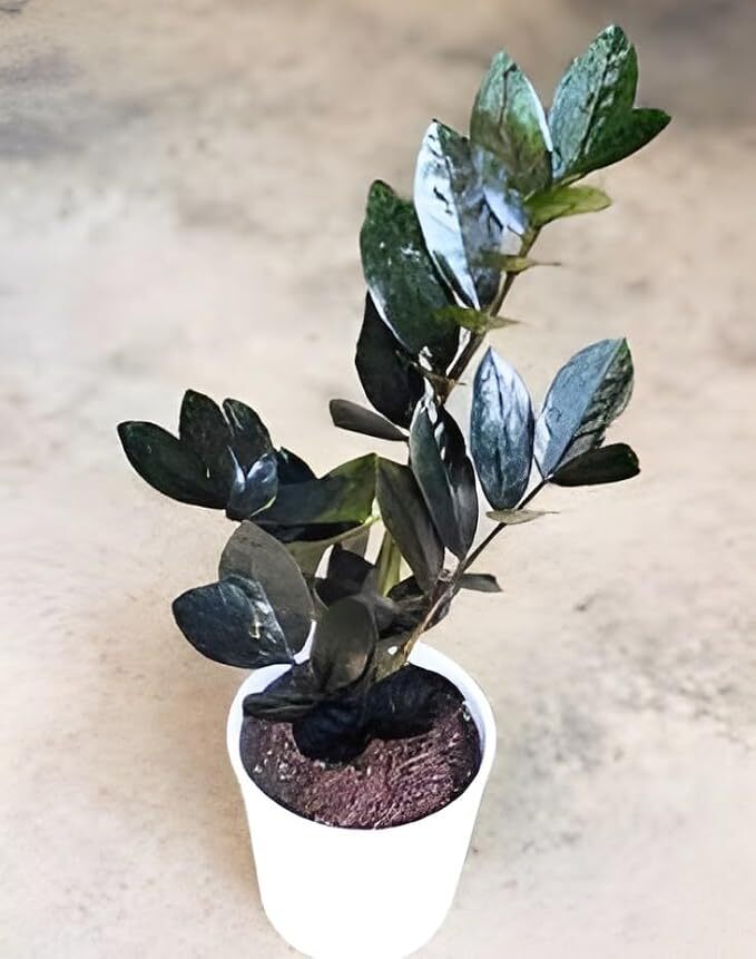Black ZZ Indoor Plant