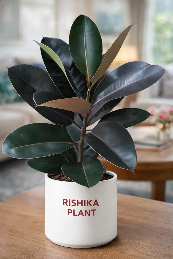 Black Prince Rubber Live Plant