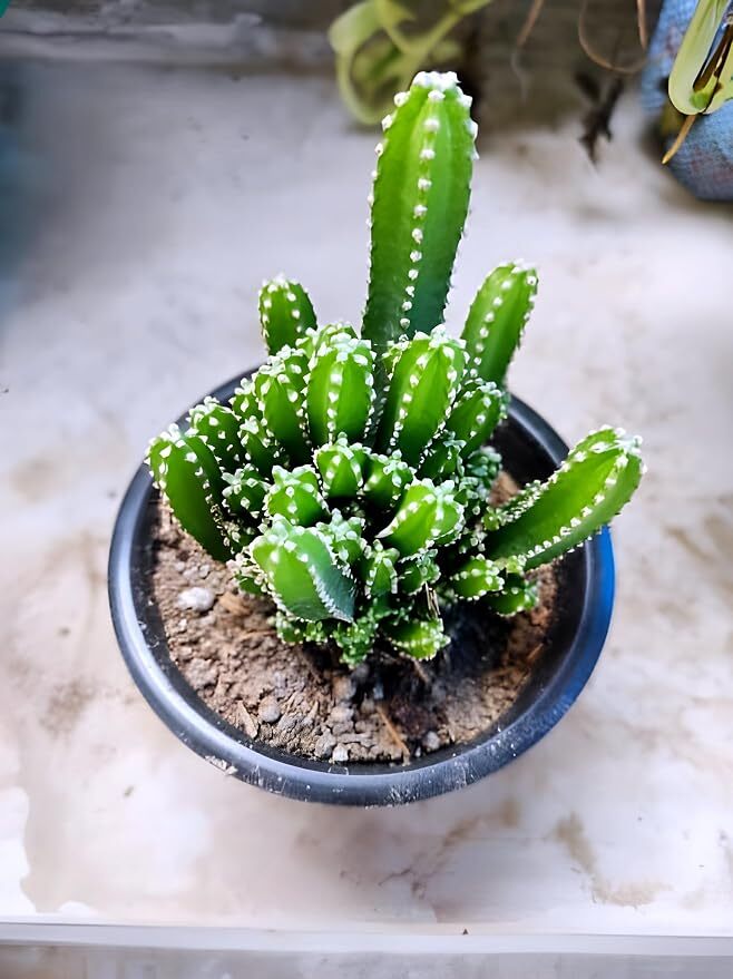 Elongated Cactus Live Plant With Pot