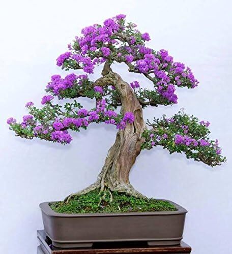 Desmodium Blue Braya Plant