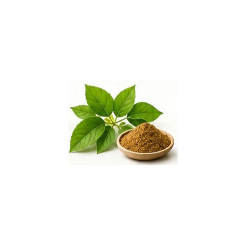 Gymnema Extract