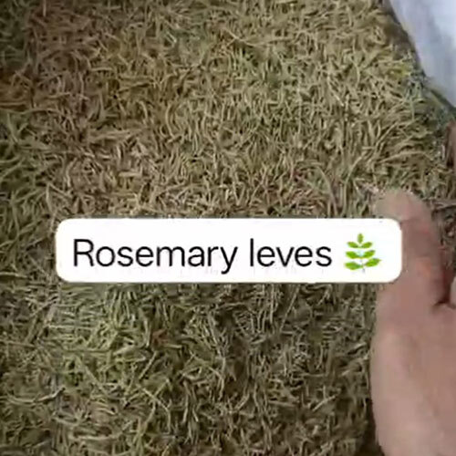 Rosemary Leaves Powder