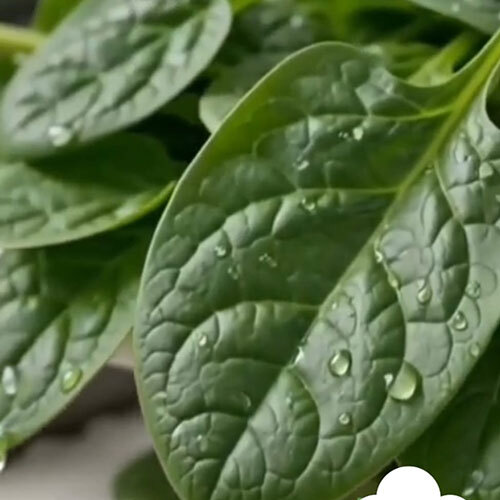 Spinach Powder