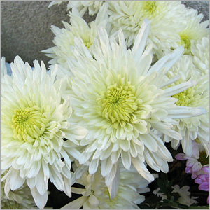 Chrysanthemum Extract
