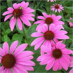 एकिनेशिया हर्बल अर्क