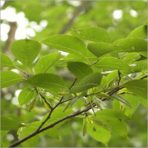 Eucommia Ulmoides Extract