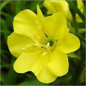 Evening Primrose Extract