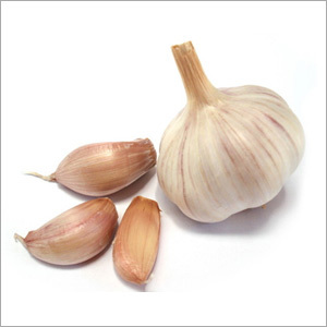 Garlic Extract