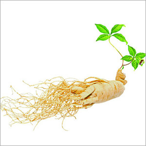 Ginseng Extract