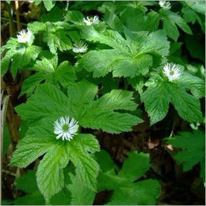 Golden Seal Extract