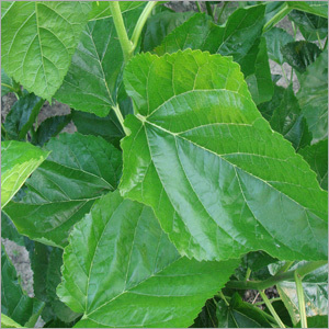 Mulberry Leaf Extract