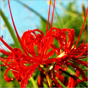 Safflower Extract
