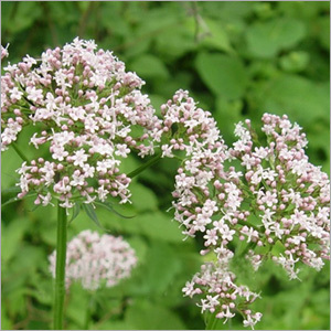 वैलेरियन जड़ का अर्क