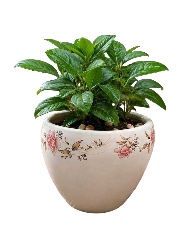 Rose Floral Printed White Ceramic Pot