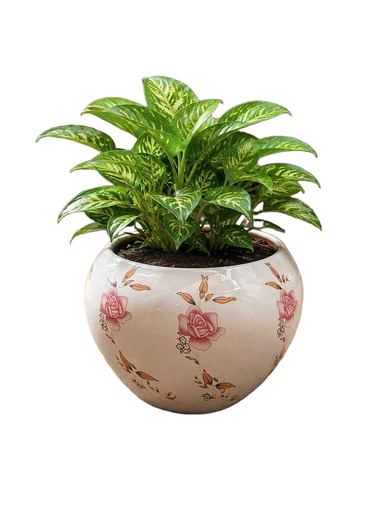 Rose Planter Pot
