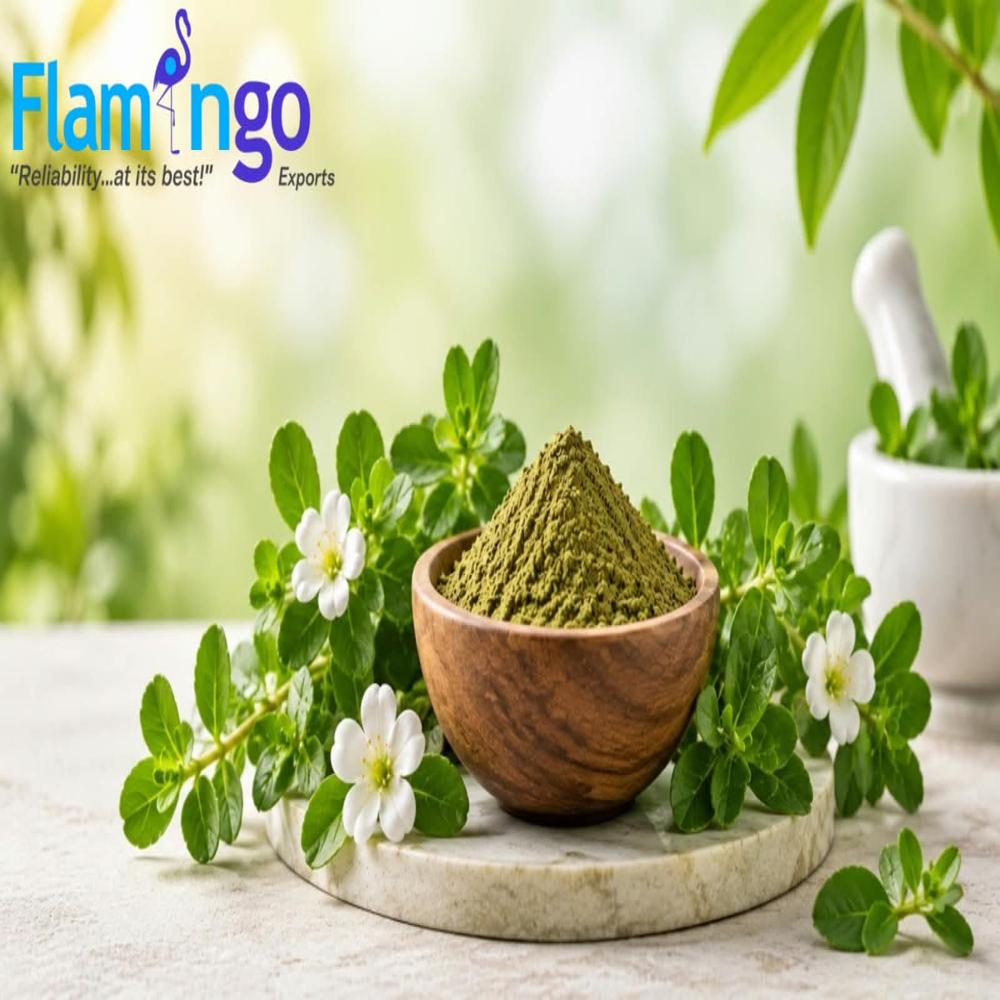 Bacopa Extract 40%