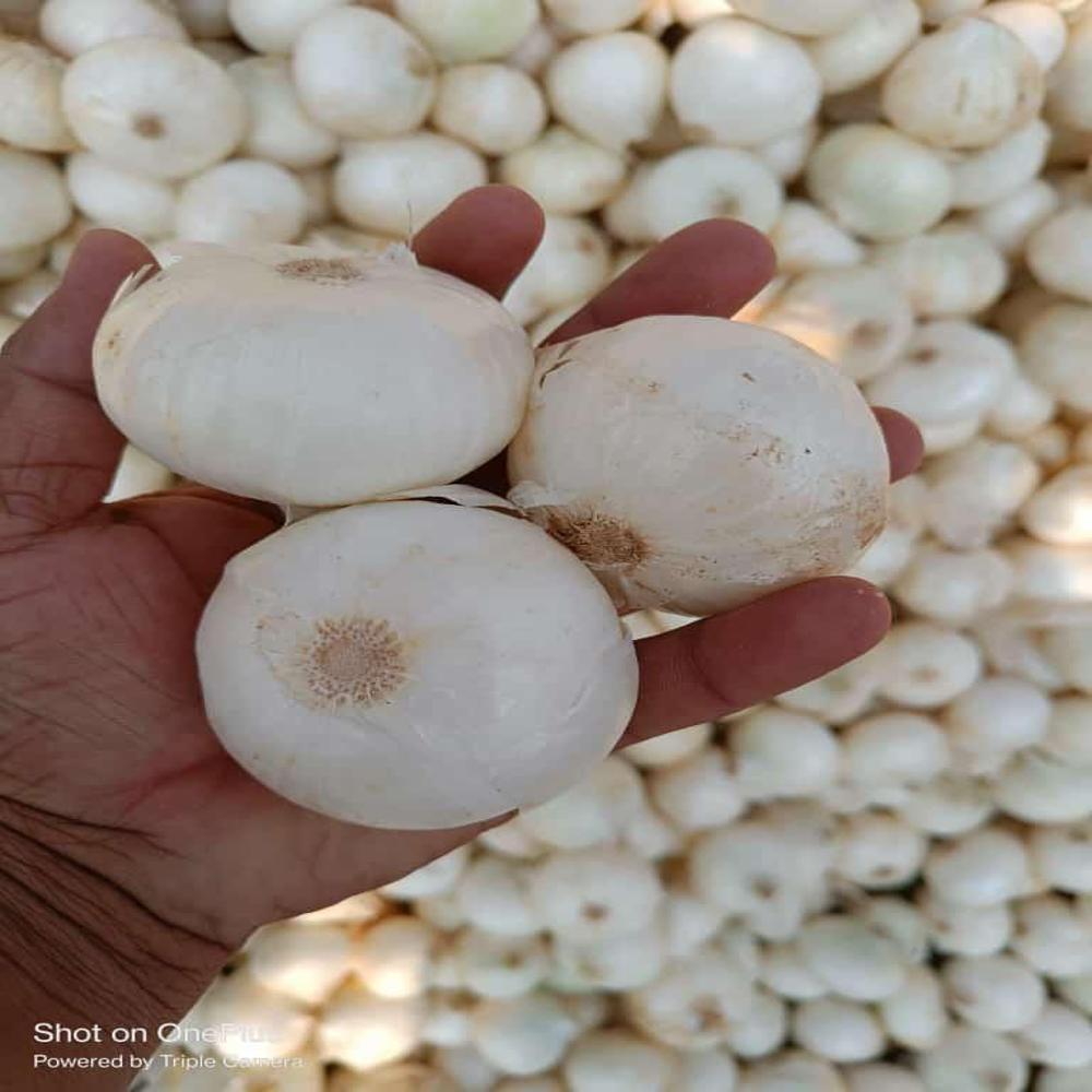 White Onion - Low Moisture, Raw Processing Form, Round Shape | Natural Style, Shelf Life Of 1-2 Months, No Preserving Compound