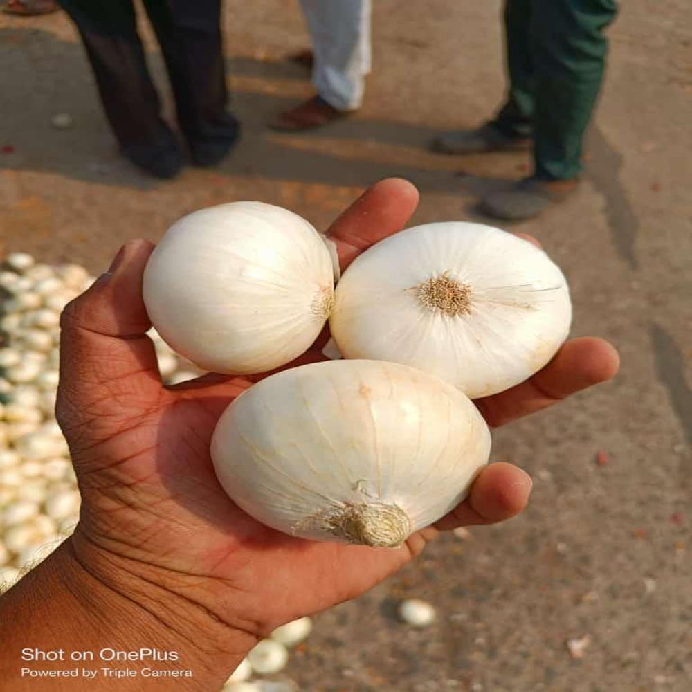 White Onion - Low Moisture, Raw Processing Form, Round Shape | Natural Style, Shelf Life Of 1-2 Months, No Preserving Compound