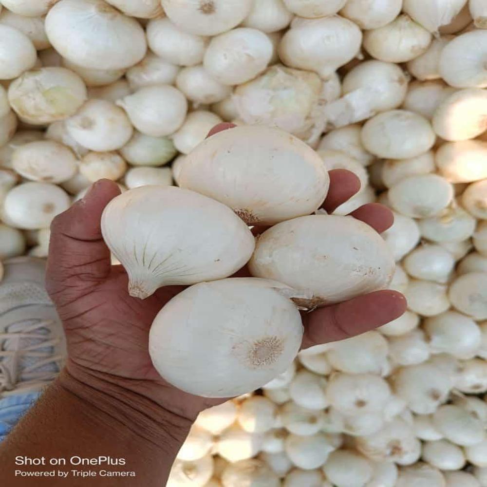 White Onion - Low Moisture, Raw Processing Form, Round Shape | Natural Style, Shelf Life Of 1-2 Months, No Preserving Compound