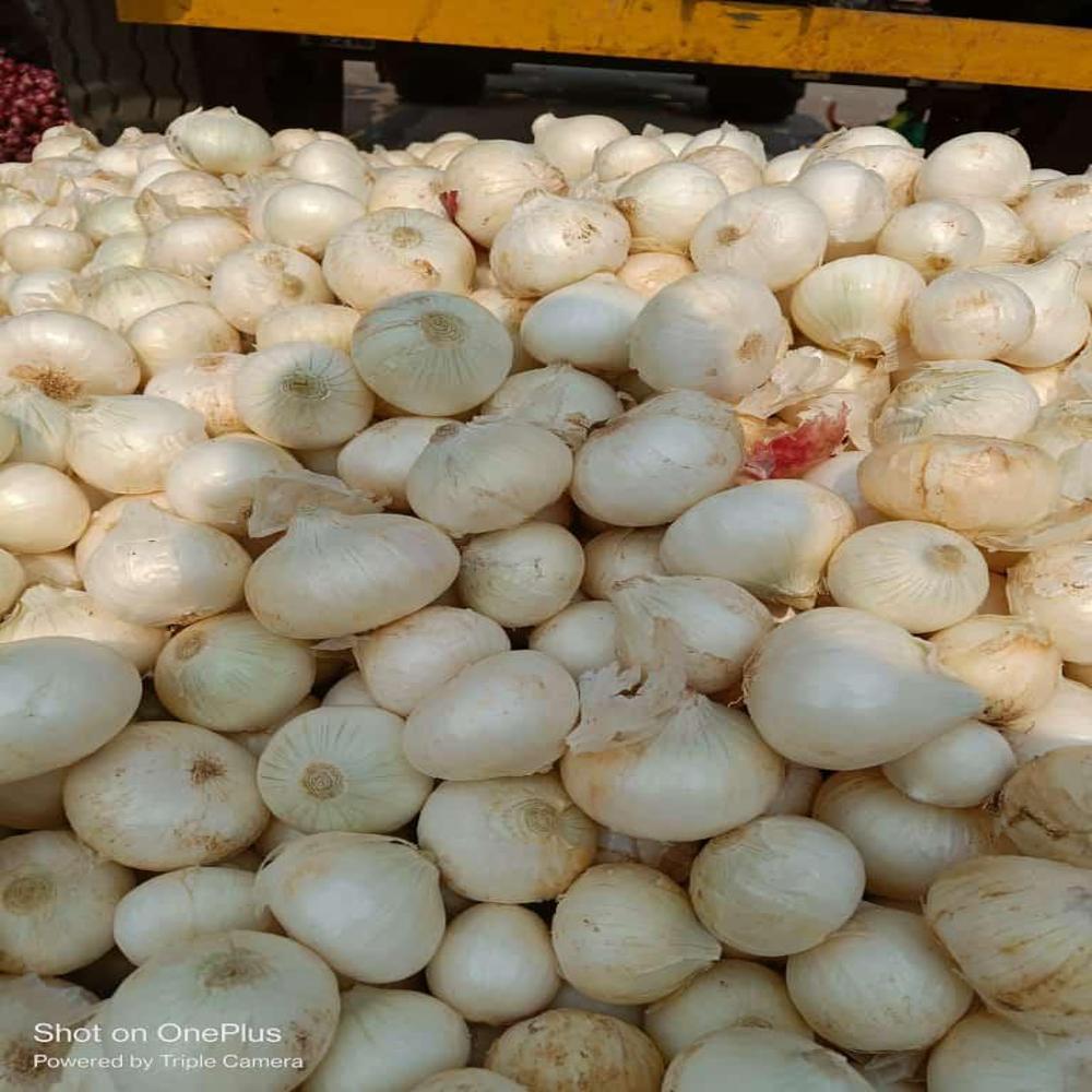 White Onion - Low Moisture, Raw Processing Form, Round Shape | Natural Style, Shelf Life Of 1-2 Months, No Preserving Compound