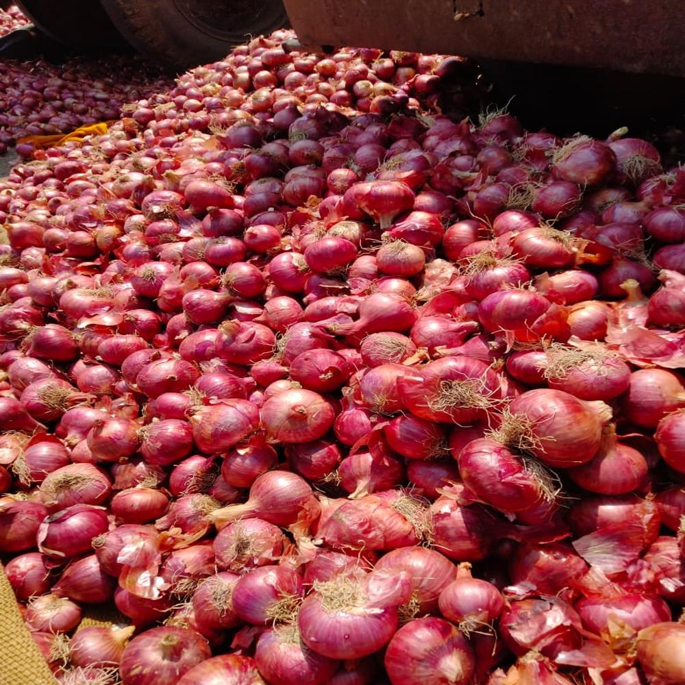 लाल प्याज
