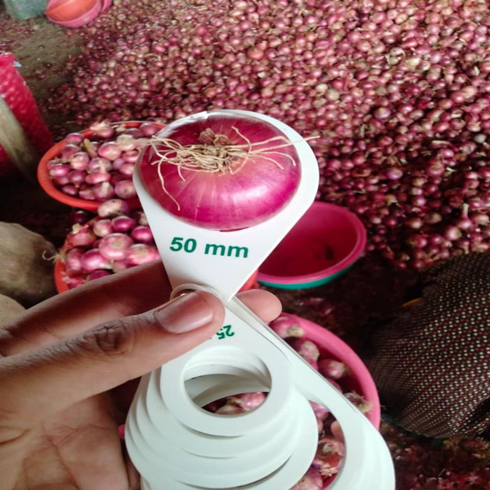 लाल प्याज