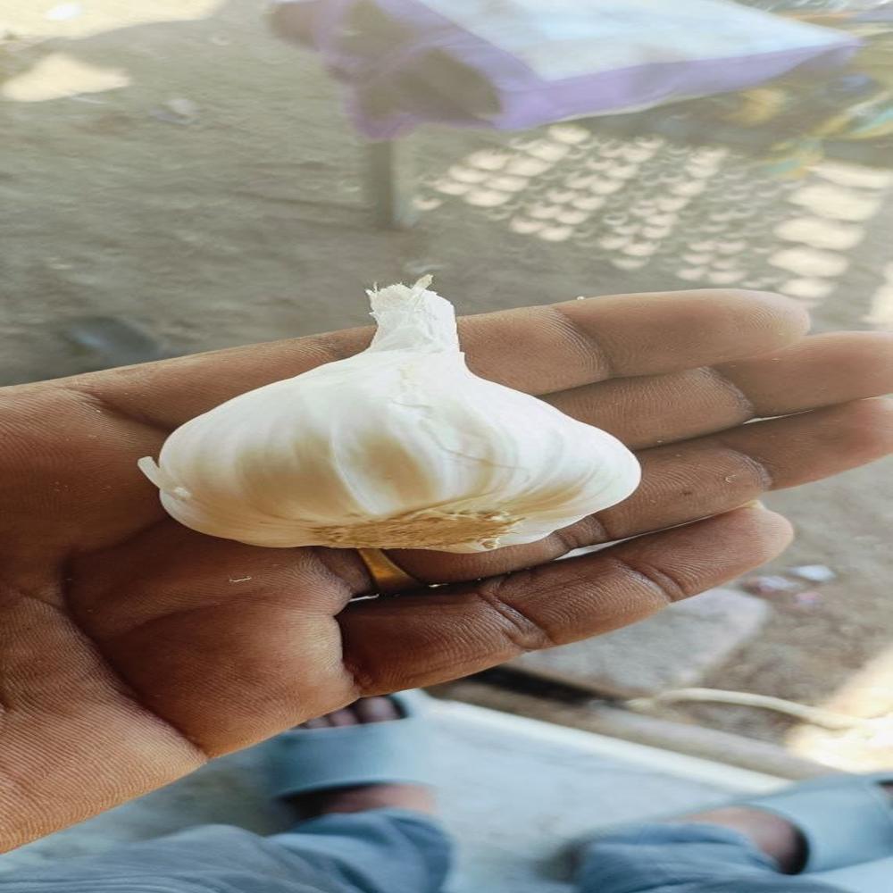 Pure Garlic - Dried, Seasoned | Flavorful Blend For Culinary Excellence