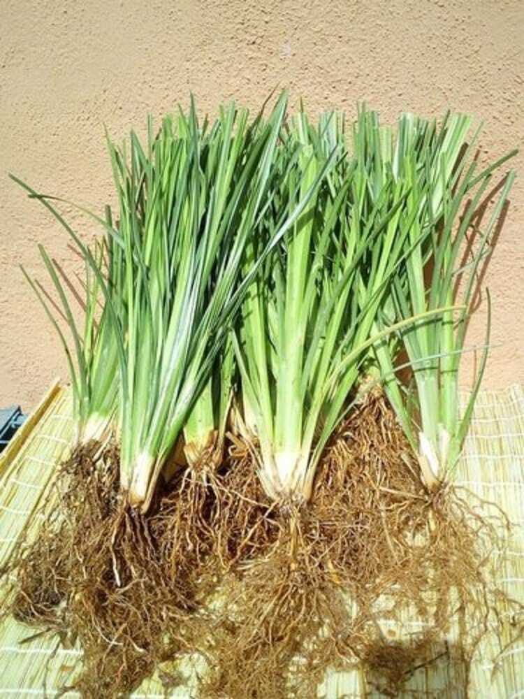 Vetiver Grass Slips (Vetiver Planting Material)