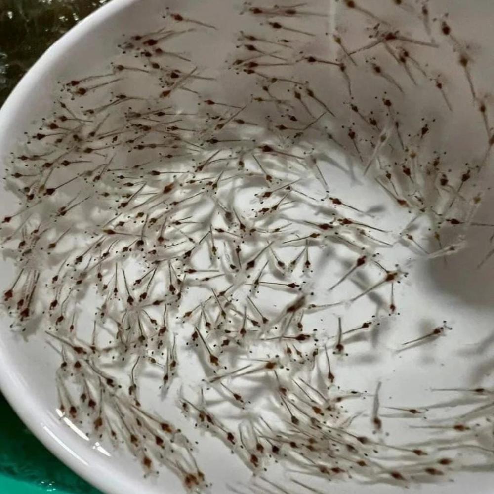 Scampi Fish Seed