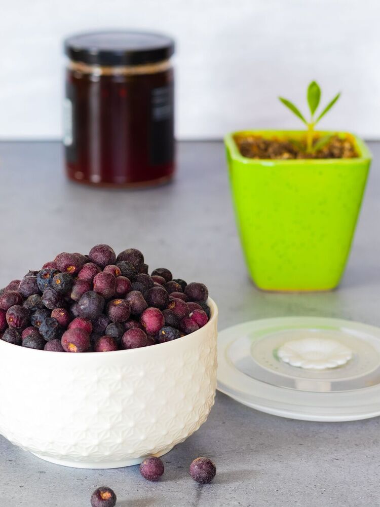 Freeze Drying Project