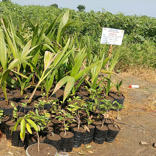 Chiku Plant