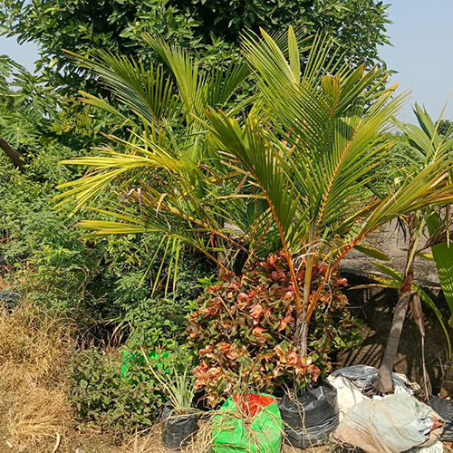 Coconut Plant