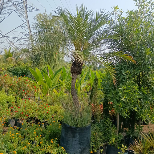 Coconut Tree
