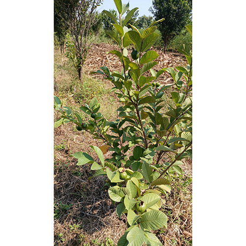 Guava Plants