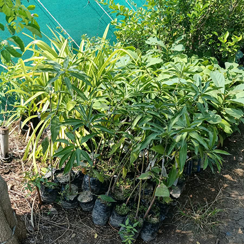 Mango Plant