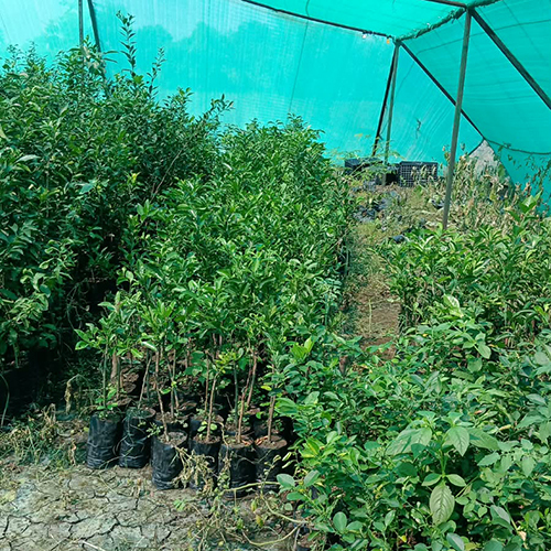 Orange Plant