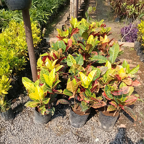 Croton Plant