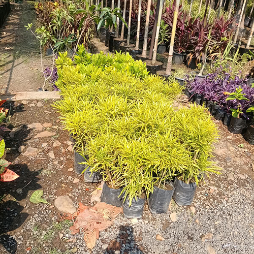 Dracaena Reflexa Plant