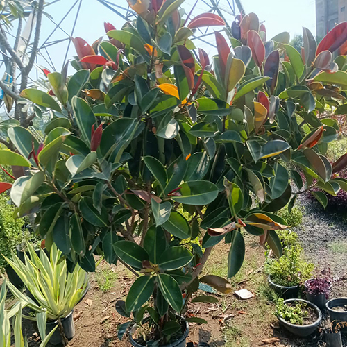 Ficus Elastica Plant