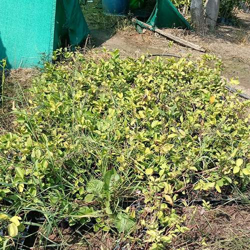 Guava Plants