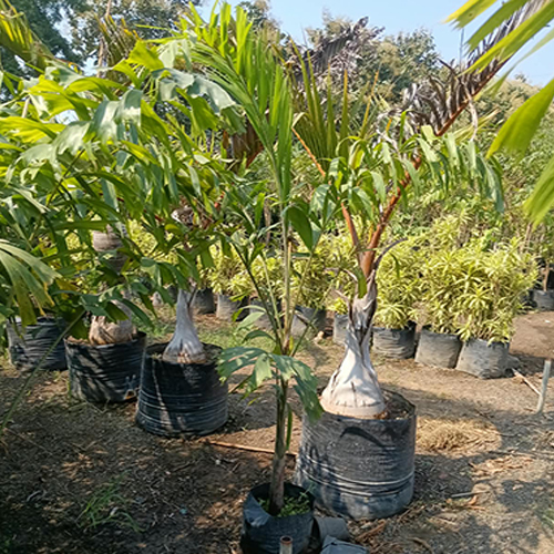 Internal Palm Tree