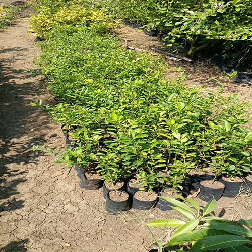 Lemon Plant