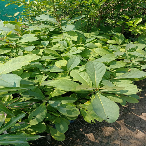 Sagvan Plant