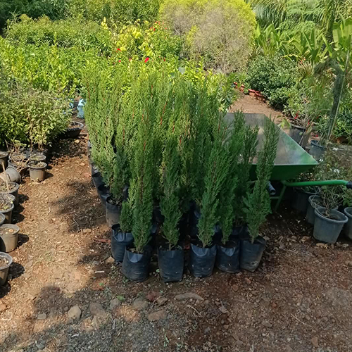 Thuja Plant