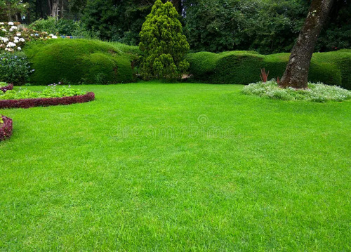 Green Lawns Grass