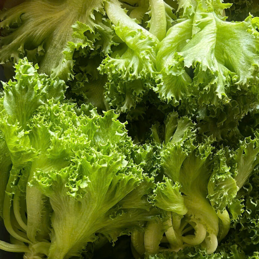 Premium Grade Fresh Lettuce