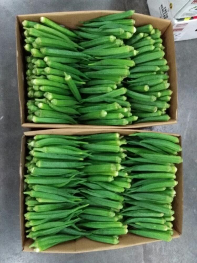 Fresh Green Vegetable Okra